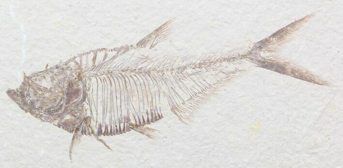 Nice, Diplomystus Fossil Fish - Wyoming #40752